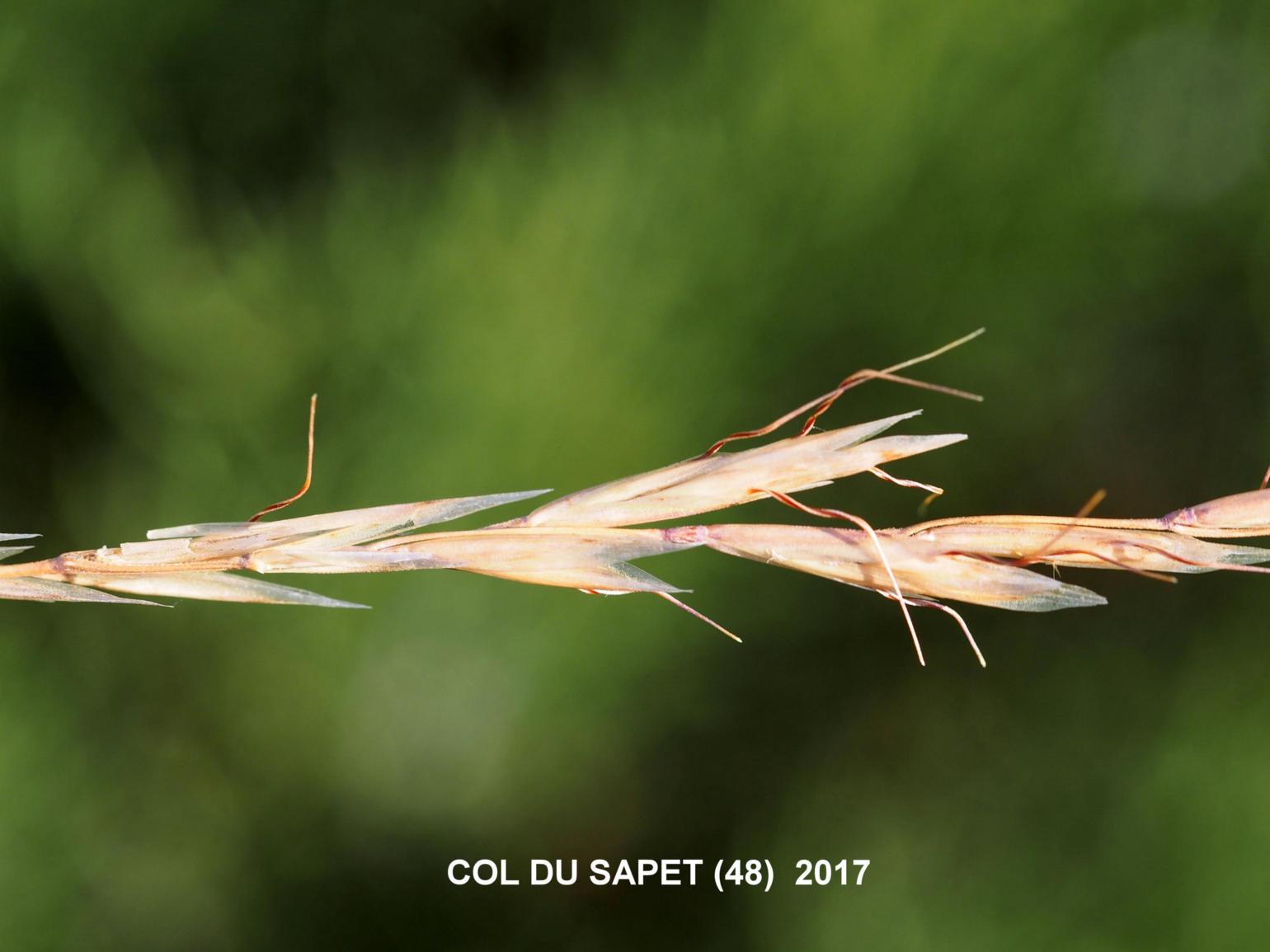 Oat-grass, (False brome)